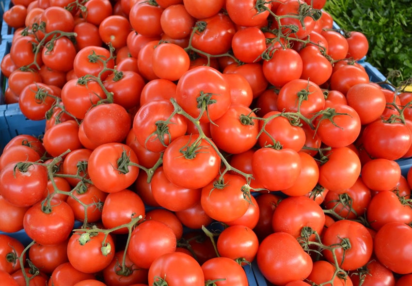 Когда сеять помидоры на рассаду фото описание