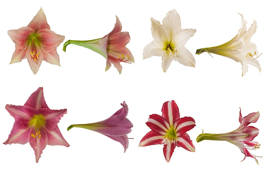 Амариліси Trumpet Group приклади квіток фото опис