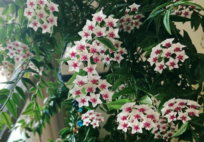Цветок Восковой Плющ Фото Комнатный