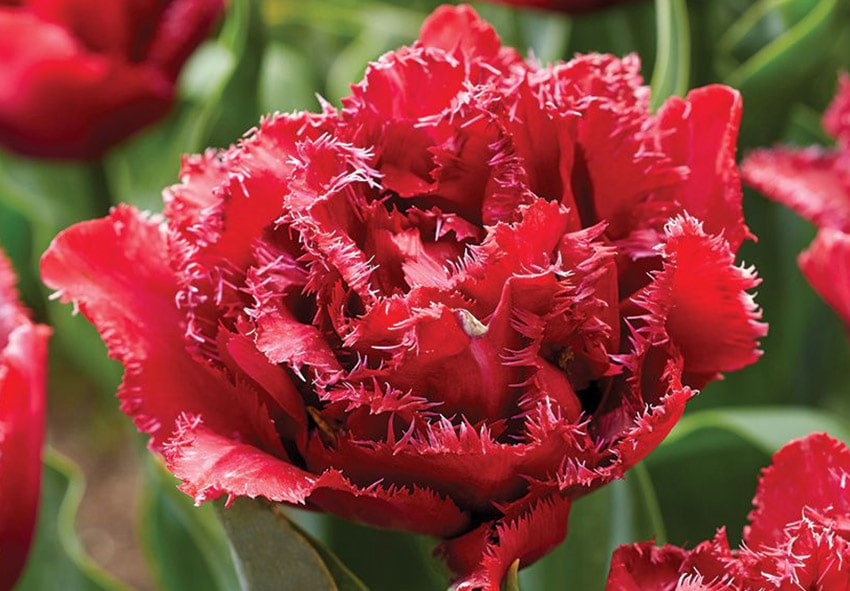 Тюльпан Cranberry Tristle фото описание