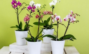 Как выбрать горшок для орхидеи: материал изготовления и размер