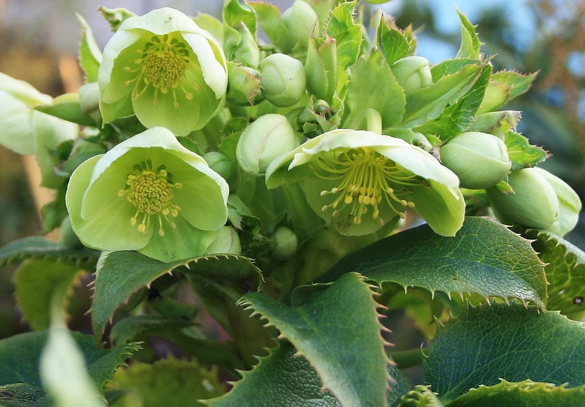 Морозник - виды и разновидности цветка, посадка и уход, фото морозника -Florium Blog