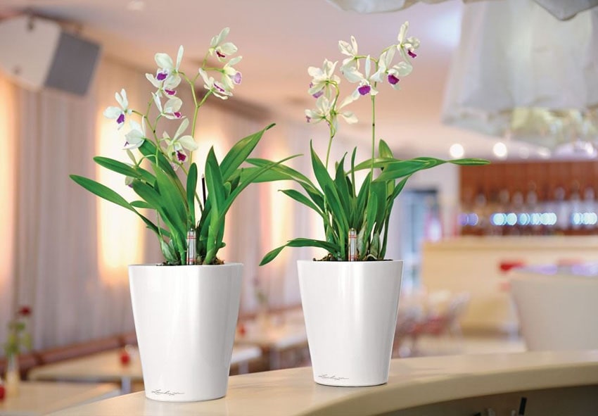 Пластиковые горшки для орхидей фото описание
