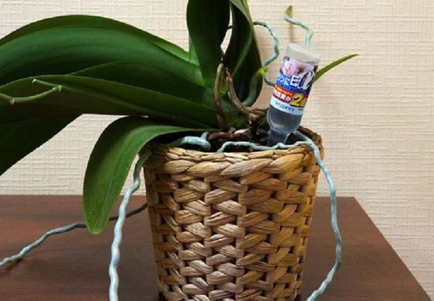 Плетеные корзинки для орхидей