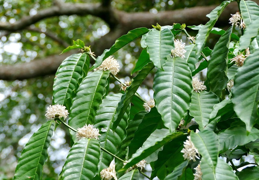 Конголезское кофейное дерево фото описание