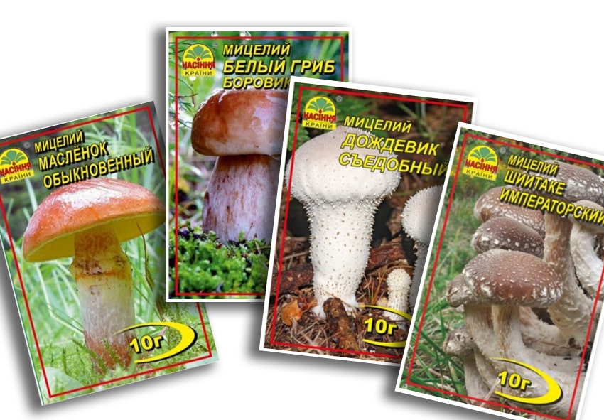 Какие грибы можно выращивать на участке фото описание