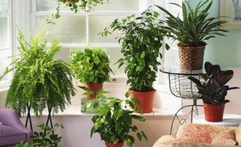 7 советов по уходу за комнатными растениями зимой