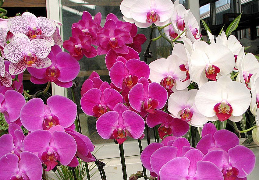 Орхидея фото описание