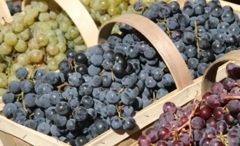 Основні переваги щепленого саджанця винограду