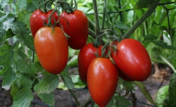 Вирощування томатів розсадним способом