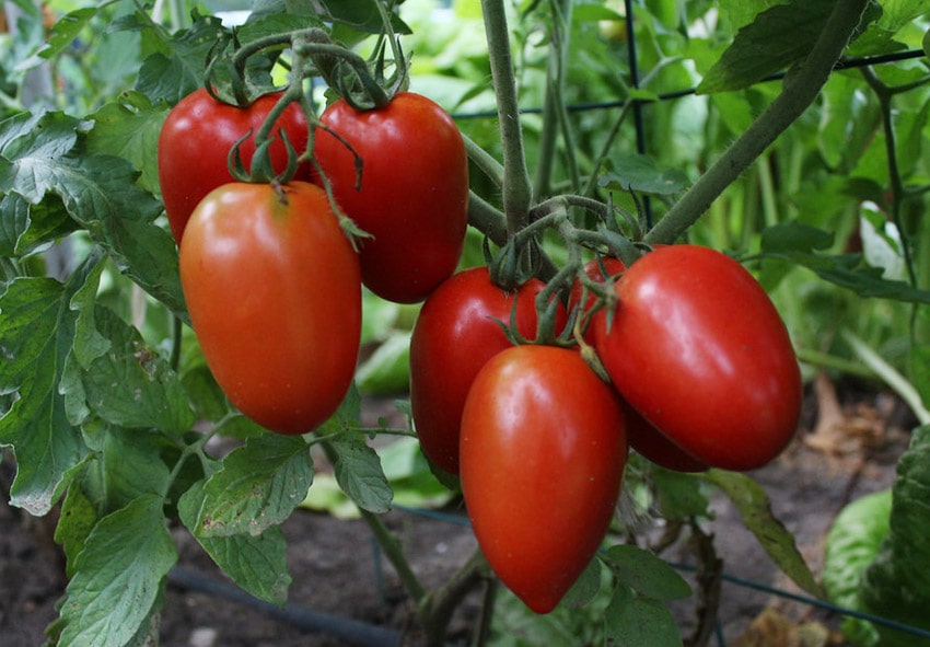 Вирощування томатів розсадним способом фото опис