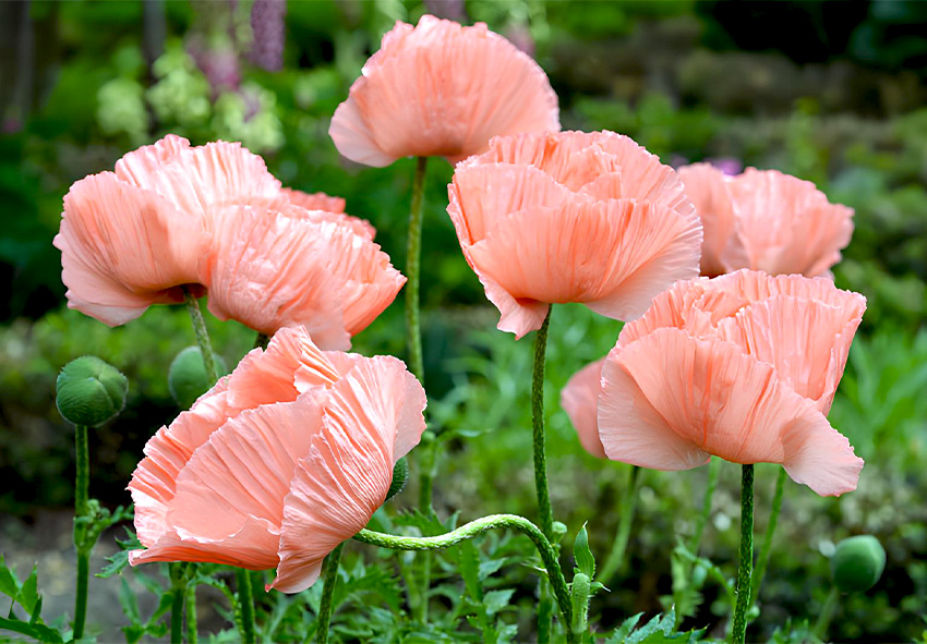 фото опис мак сорту ‘Helen Elizabeth’