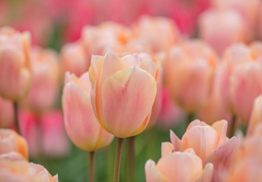 фото опис тюльпан Apricot Beauty