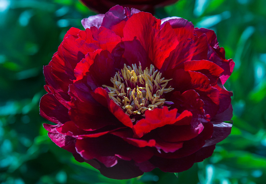Півонія Buckeye Belle