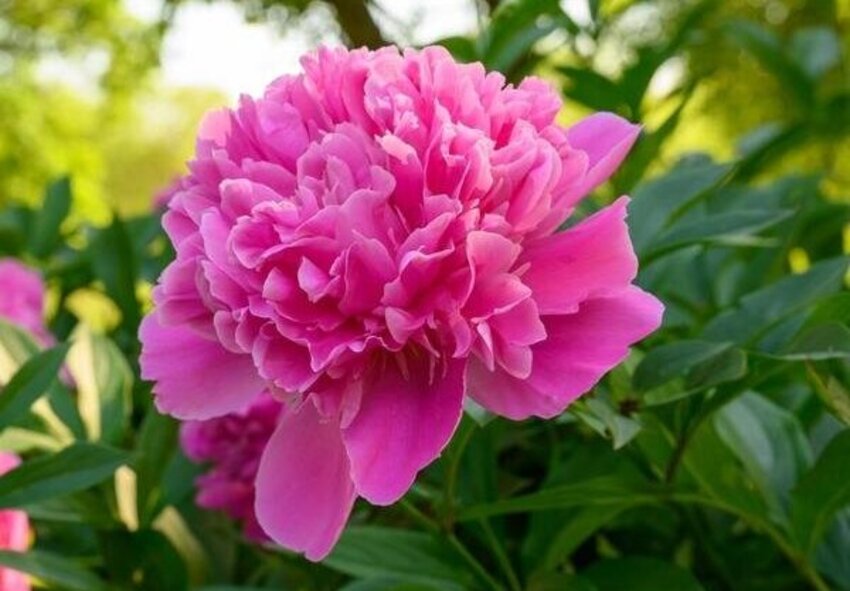 Півонія Edulis Superba