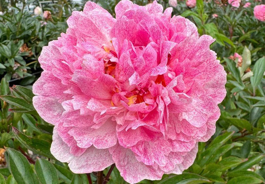 Півонія Sarah Bernhardt Unique