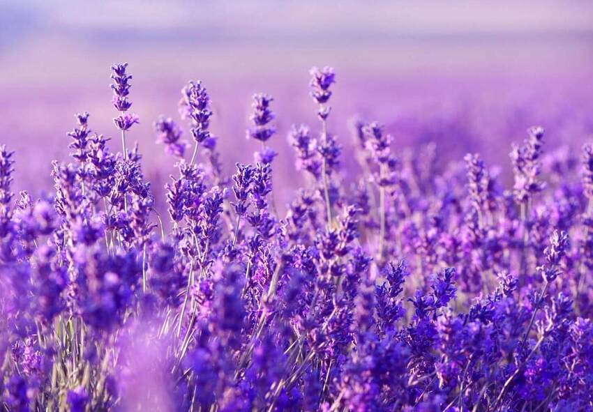 Lavandula angustifolia