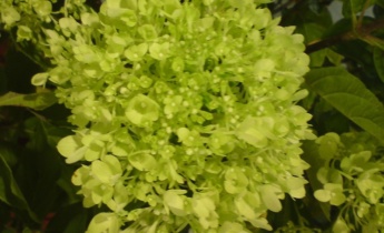 Чем примечательна гортензия Hydrangea paniculata ‘Jane’ Little Lime…