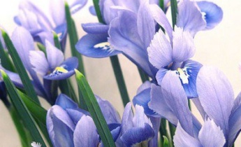 Весна в белоснежно-синих цветах…