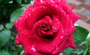 Чем отличаются розы Кордеса от других групп роз?