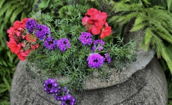 Какие цветущие растения высадить в каменные вазы?