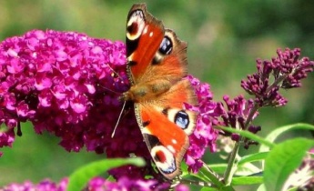 Цветы для бабочек. Как приманить бабочек в сад?