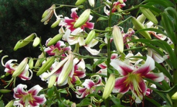 ОТ лилии гибриды: 6 уникальных сортов для вашего сада…