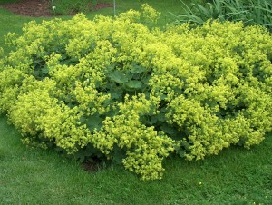 Alchemilla_mollis_Jättipoimulehti_H6144_C