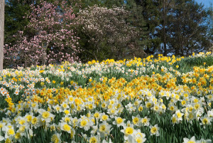 Daffodils