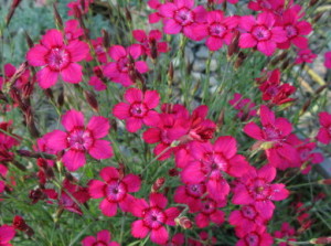 Diantus deltoides 'Nelli'