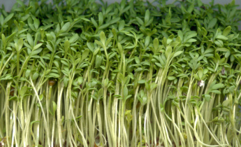 Кресс-салат —  правила выращивания…