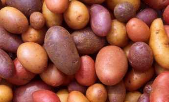 Когда и как нужно проращивать семенной картофель?