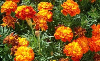 Бархатцы –  самые популярные садовые цветы…