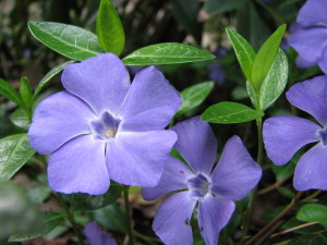 Vinca_minor1Jina_Lee