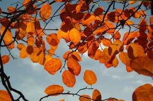 amelanchier-228108_640