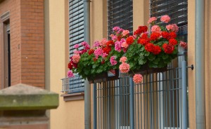 balcony-plants-1159382_1280