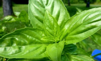 Базилик – пряно–ароматическое растение для вашего сада…