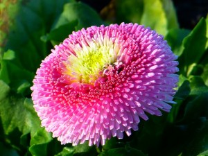 bellis-292322_640