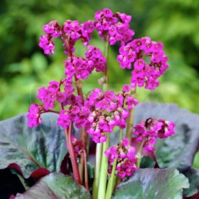Бергения Eroica bergenia-cordifolia-eroica
