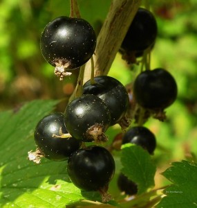 berries-219775_640