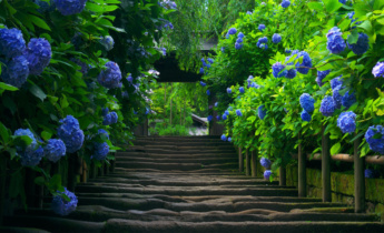Как создать сад цвета моря… Сад в синих тонах