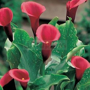 callas-majestic-red callas-majestic-red (2)