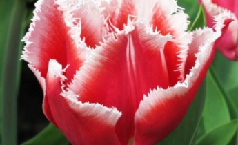 Бахромчатые тюльпаны или цветы с иголками