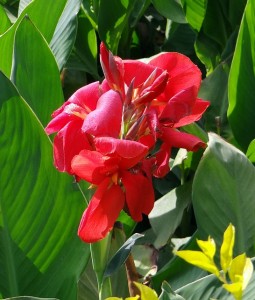 canna-333338_640