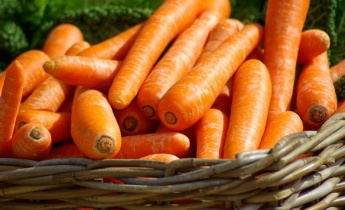 Все о выращивании моркови…