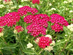 cerise-queen