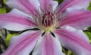 Крупноцветковые клематисы: Все, что вы хотели знать об этих прекрасных лианах…