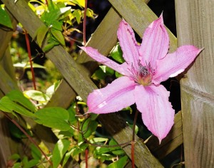 clematis-348229_640