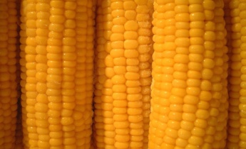 Кукуруза сладкая: 6 интересных фактов, о которых вы не знали