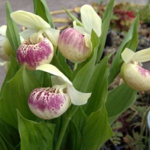 Циприпедиум Reginae Flavum cypripedium-flavum-reginae-ulla-silkens-1